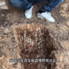 种生基 千年秘术 改运增福的终极之道 高净值人群专属 传承千年道家秘法
